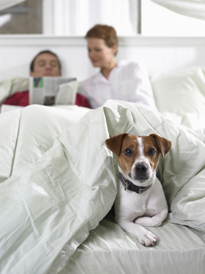 Jack Russell dog laying in bed under covers