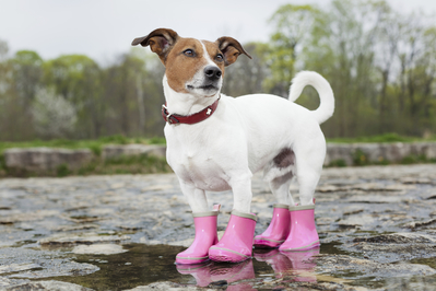 Mark the jack russell terrier wearing pink boots