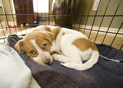 Sam laying down curl in a ball in his crate