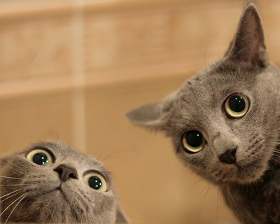 Two grey cats looking wide-eyed.